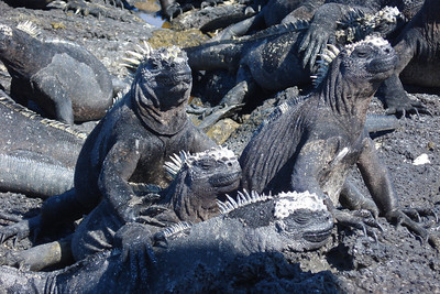 a marine iguana family portrait