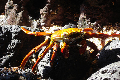 they found it, sally lightfoot crabs like this one were everywhere