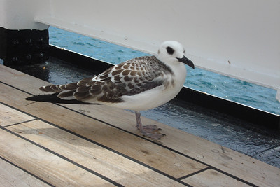 this young swallow-tailed dove spent a couple of days on the sun deck of the ship
