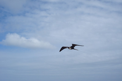 a female frigate flying overhead checking out the pouches