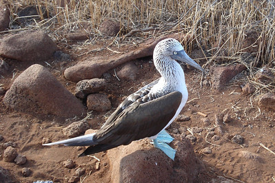 on North Seymour island to see some blue-footed boobies