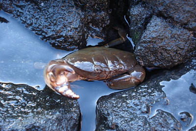 a velvet crab, he was not happy to see us