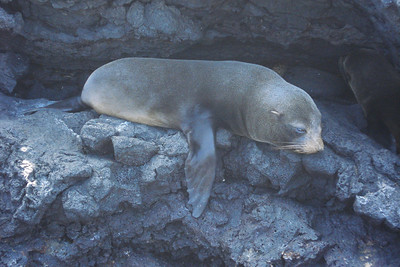 a Galapagos fur seal hanging out on the rocks