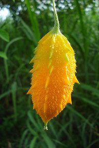 a flower our guide called a tiger's egg