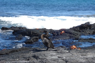 a flightless cormorant drying off after a swim