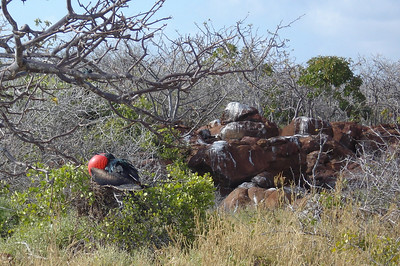 some shots of male frigate birds inflating their pouches