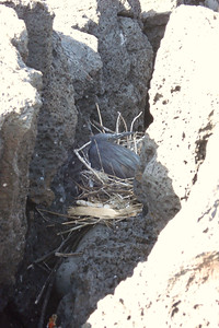 a lava heron nesting in a crack