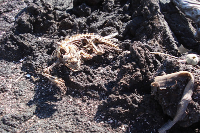 a marine iguana skeleton