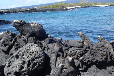 some baby marine iguanas
