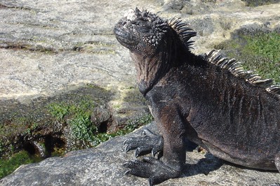 a marine iguana enjoying the morning sun on Santiago Island