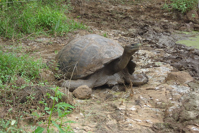a giant tortoise in the mud
