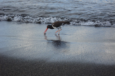 an American oystercatcher searching for food