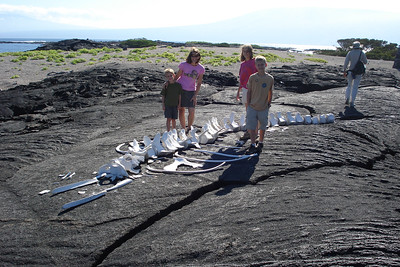 checking the skeleton of a whale that became stranded on the island
