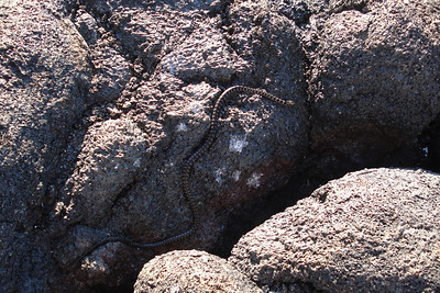 a Galapagos snake, it's a small type of constrictor