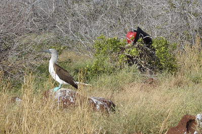 a blue-footed boobie and a male great frigate