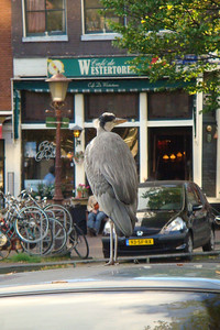 great blue herons are everywhere in the Netherlands, even on cars in Amsterdam