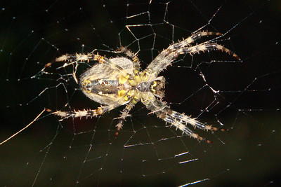 there are lots of cool garden spiders at our hotel