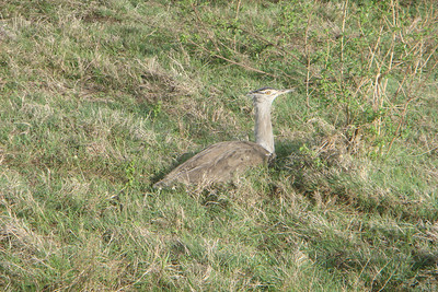 a kori bustard, the heaviest flying bird in the world