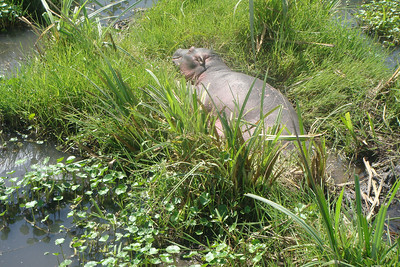 Joel spotted this injured baby hippo, a vet was called to check up on it
