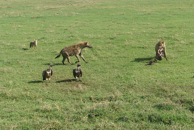 one hyena tries to keep it all for himself