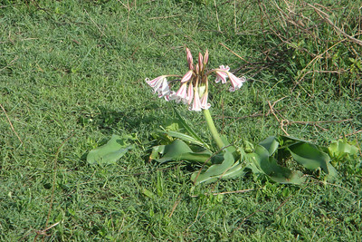 a pyjama lily weighed down by the morning dew