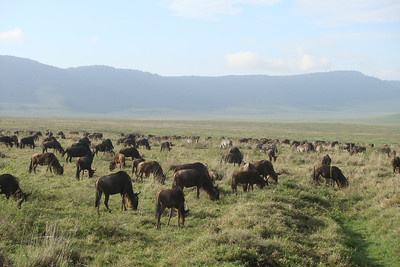 as soon as we were in the crater we saw lots of wildebeest and zebras