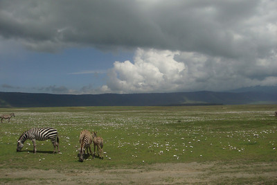 waste paper flowers litter the crater floor