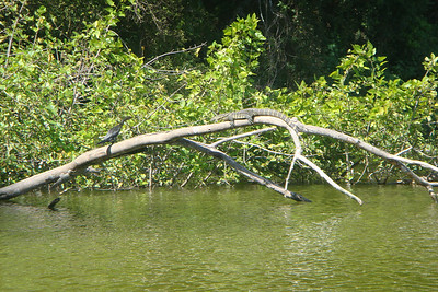 a nile monitor getting some sun