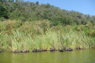 papyrus growing in the wild