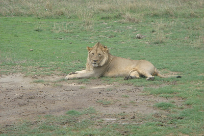 this rogue male entered a pride of female lions and their cubs...