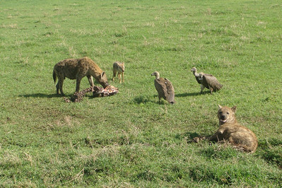 the scavengers of the crater cleaning up the leftovers from a cheetah or lion kill