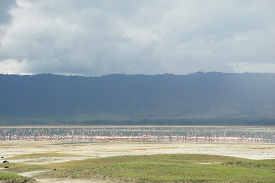 thousands of flamingos in the crater lake