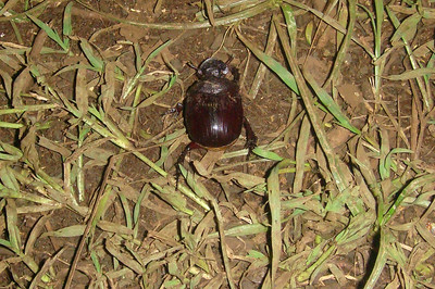 a very large dung beetle outside the dining tent