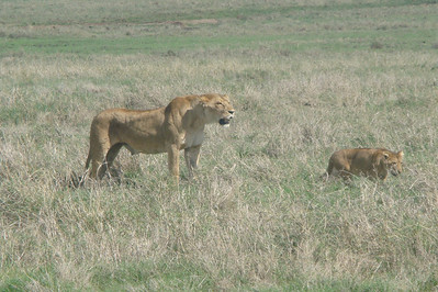 a skinny lioness looking for a meal for her and her cubs