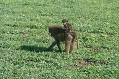 a baby baboon riding bareback