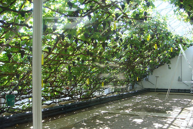 the largest grape vine in the world is at Hampton Court