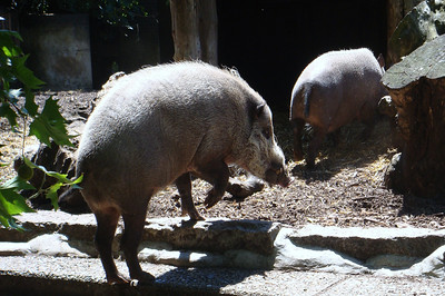 the bearded pigs at the London Zoo