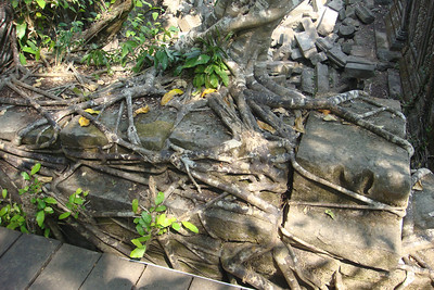 after centuries of neglect the trees roots overtook the temple