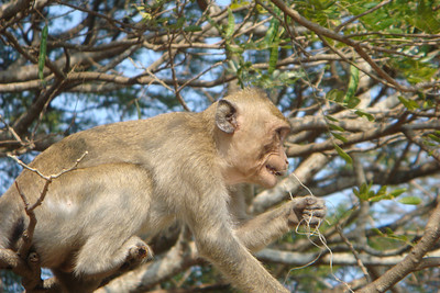 lots of monkeys running around the temples of Angkor Park