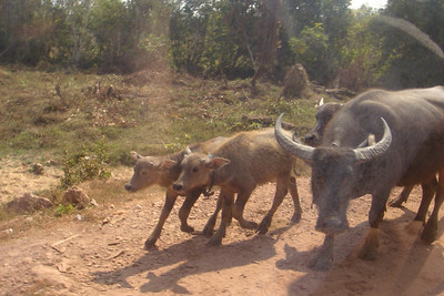 a water buffalo and her babies