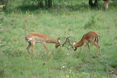two male gazelles showing off for the ladies