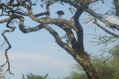 a fish eagle eating a fish