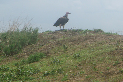 a lappet-faced vulture