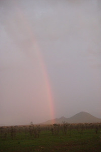a Serengeti rainbow...