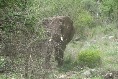 at our rest stop we stumbled across some elephants eating nearby