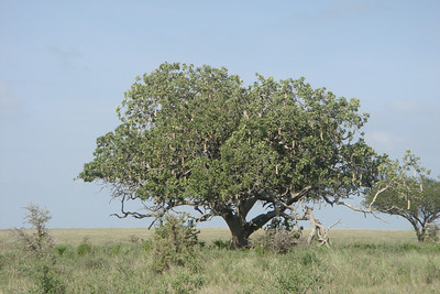 the sausage tree, it apparently makes a potent brew
