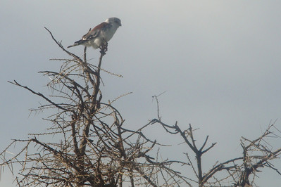 a pygmy falcon