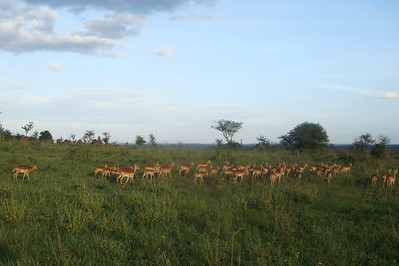 a male gazelle and his harem