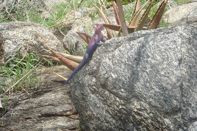 the pink and blue agama lizard