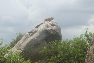 this cub looked like a future lion king
